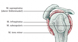 Abb 01 Seitliche Ansicht der Schulter mit den Muskelansätzen der Rotatorenmanschette